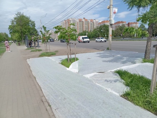 В Воронеже продолжается работа по восстановлению и обустройству газонов