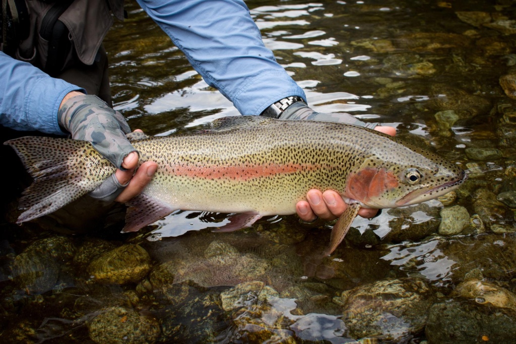 В Ставрополье откроют ферму по производству и переработки форели почти за миллиард рублей В Ставрополье откроют ферму по производству и переработки форели почти за миллиард рублей