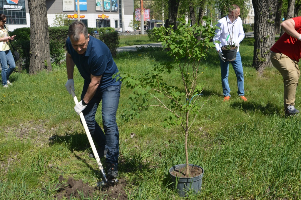 В Воронеже депутаты гордумы посадили в одном из скверов кусты сирени, ели и рябины