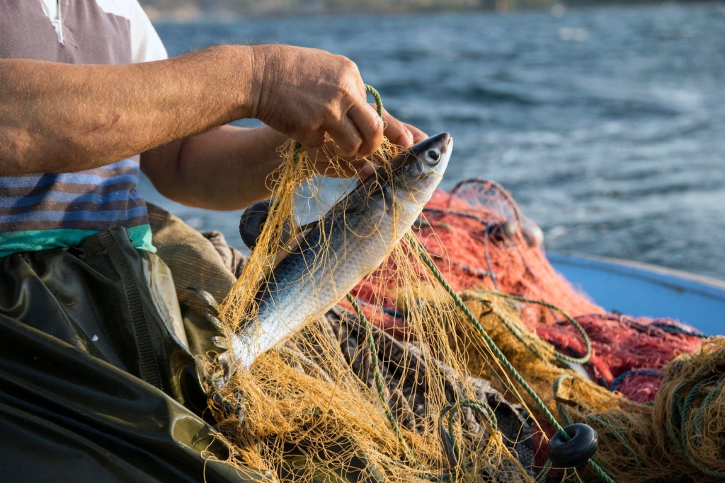 В Северной Осетии будут готовить специалистов в области рыбоводства