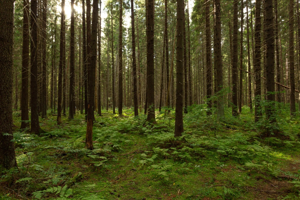 Луганская Народная Республика получила четыре новых лесопатрульных комплекса в рамках нацпроекта "Экологическое благополучие"
